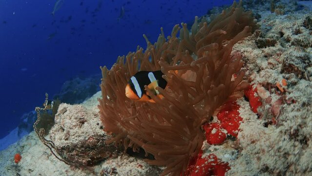 Clarks Anemonefish (Amphiprion clarkii), Indian Ocean, Maldives, Asia