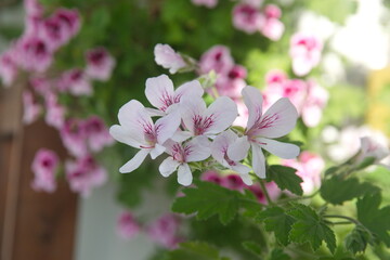 Bouquet of scented pelargoniums, Pelargonium graveolens plant with pink flowers, 
