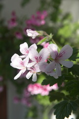 Fototapeta premium Bouquet of scented pelargoniums, Pelargonium graveolens plant with pink flowers, 