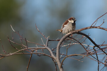 A male house sparrow fluffs up to stay warm on a cool spring morning.