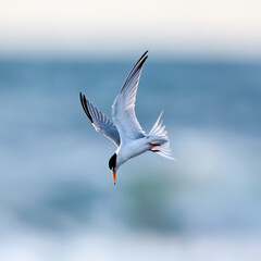 This Lesser Tern is scanning the surf below, looking for minnows.   The terns are diving about...