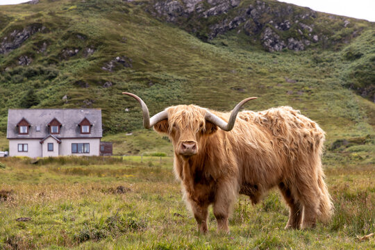 highland cattle ( Kyloe)  on the isle of Colonsay in Scotland