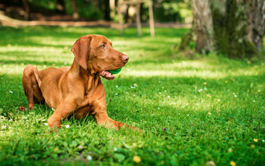 A dog of the Hungarian Vizsla breed lies on the green grass in the park. The dog holds a toy ball in its mouth. He turned his head to the side. The photo is blurred