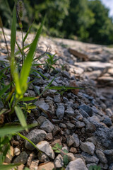 grass and stones in the garden