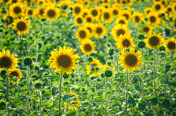 sunflower flowers on the field