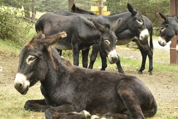 ânes à L'Hospice du Rioumajou