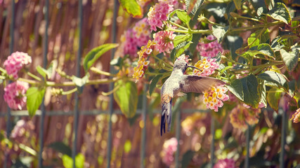 Colibri Volando y Comiendo