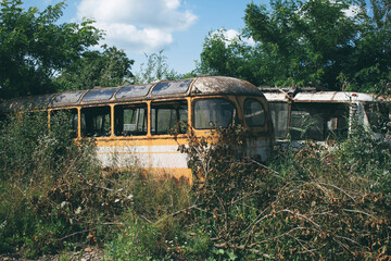 old, abandoned buses in the bushes. broken buses graveyard of old buses