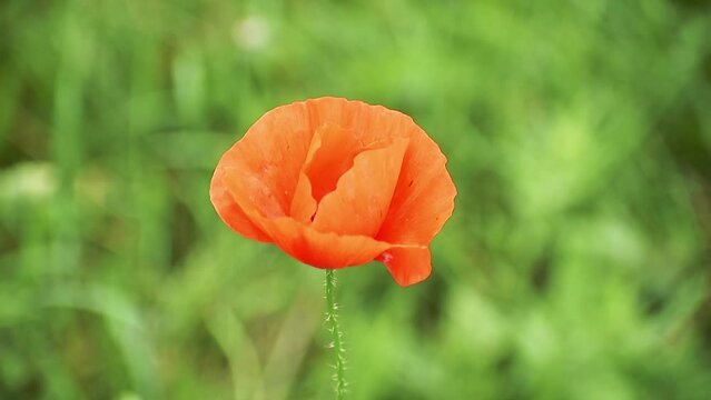 red poppy flower in the field