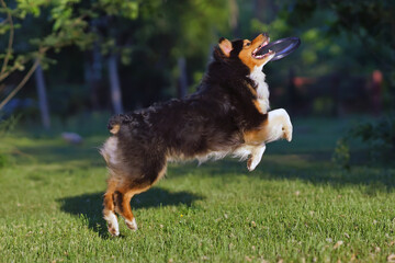 Active tricolor Australian Shepherd dog jumping outdoors on a green grass catching a purple flying...
