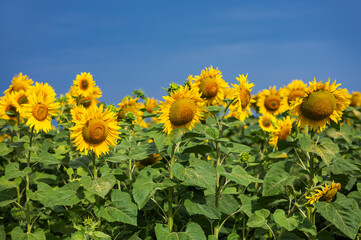 Field of blooming yellow sunflowers field