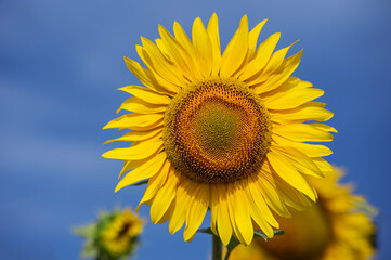 Sunflower over blue sky in Ukraine
