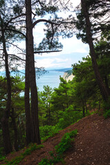 sea view from the cliff. Pine grove and seascape in summer