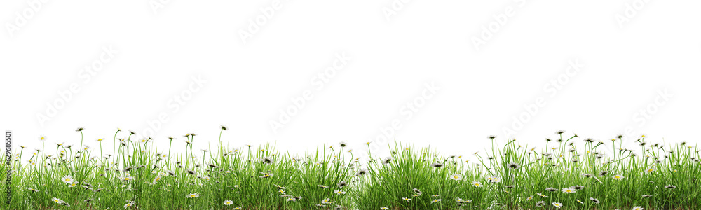 Poster green grass and daisies border isolated on transparent background. 3d render.