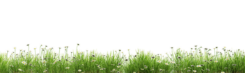 Green grass and daisies border isolated on transparent background. 3D render. - 629685501