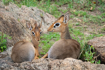 Dik Dik pair of small antelopes rest in the Serengeti National Park Tanzania