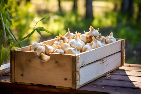 Wooden box filled with garlic bulbs in natural sunlight