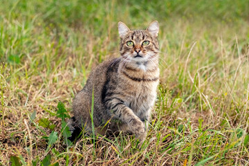 A brown tabby cat sits on the grass in the garden and looks attentively ahead