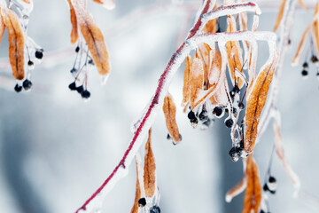 An ice-covered tree branch with dry leaves and black berries