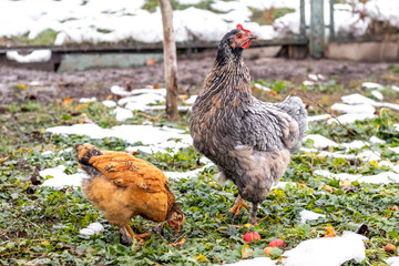 Two chickens in the garden on the grass covered with the first snow