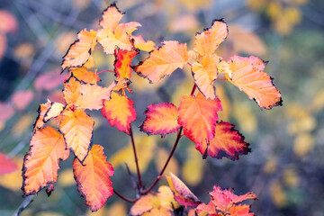 Colorful autumn leaves in the garden on a bush with a blurred background