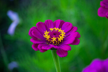 purple flower with yellow stamens on a green background.