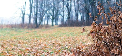 Tree branches with dry brown leaves near a clearing in the forest in autumn