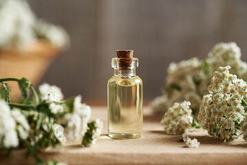 A bottle of essential oil with blooming yarrow or Achillea millefolium plant © Madeleine Steinbach