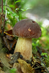 Porcini mushroom in Scotland