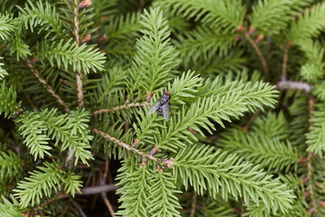 Fly on Christmas tree branch