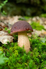 Porcini mushroom in Scotland