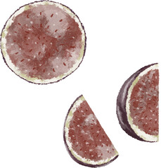 Hand drawn fig slices. Summer fruits hand drawn illustration. 