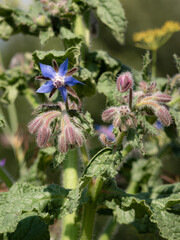 Macro view of a purple Borago officinalis L. flower surrounded by green leaves and more buds still unopened during summer