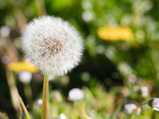 Macro view of a dried dandelion (Taraxacum officinale) with the receptacle and a mantle of cypselas forming a beautiful white hair, surrounded by flowers and garden grass
