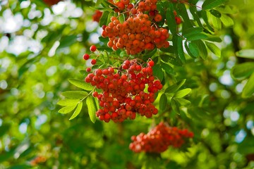 Obraz premium Red mountain ash on a branch with leaves