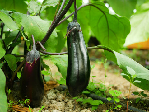 Eggplant ripe harvest close-up Solanum melongena aubergine brinjal bio green vegetable baigan bush black farmer farming greenhouse folio fresh farm garden harvesting detail food plant Europe