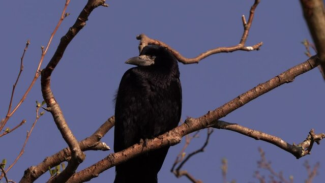A rook (Corvus frugilegus) resting on a branch in early spring
