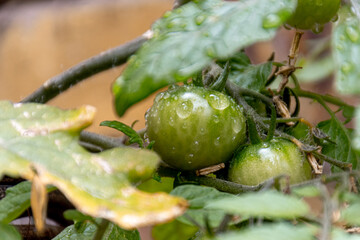 Unripe green tomatoes goring on a plant