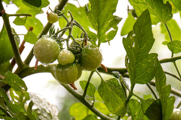 Unripe green tomatoes goring on a plant