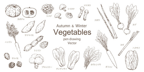 秋と冬の野菜セット　手描きペン画　ベクター