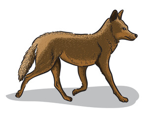 Coyote going isolated illustration. Wild North American animals