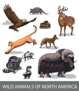 Table of pictures of wild North American animals. Raccoon, bison, coyote, deer, skunk, puma, bald eagle, texas rattlesnake, opossum, armadillo