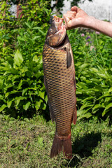 Caught river carp in a man's hand. Fishing in open water.