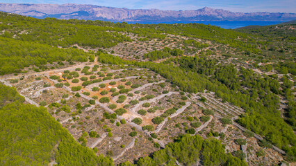 Fototapeta na wymiar AERIAL: Plantation of green olive trees on a sloped terrain among lush greenery