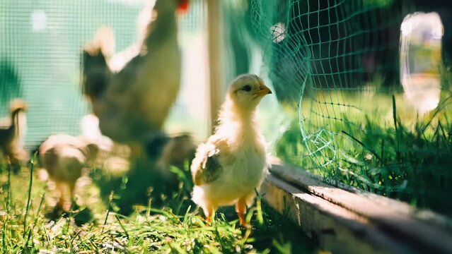 Close-up of Small Chickens and a Big Hen. Light and Dark Hens and their Sitter. Framing and Growing animals
