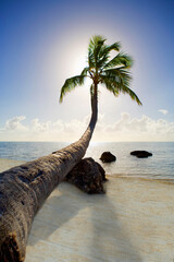 palm tree at the beach