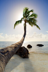 palm tree at the beach