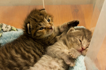 Cute tabby kittens sleep on a plastic neonatal box. Cats rest napping on bed. Comfortable pets sleep at cozy home