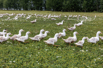 Russia. Saint-Petersburg. A flock of geese in a farm.