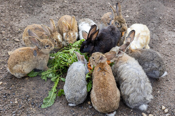 Russia. Saint-Petersburg. Feeding rabbits on a farm.